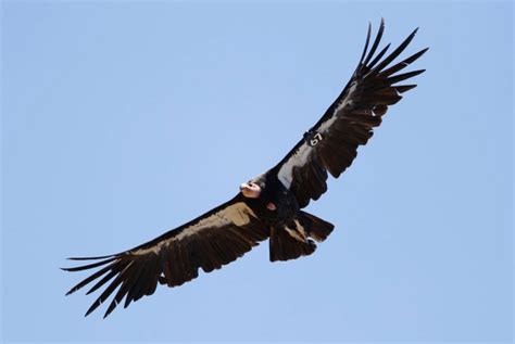 From the brink of extinction, the California condor is making a comeback